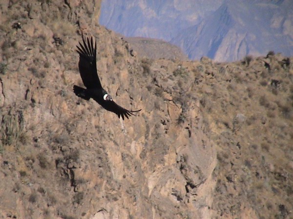 Valle del Colca, el rey Condor