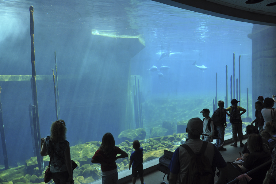 show de los delfines